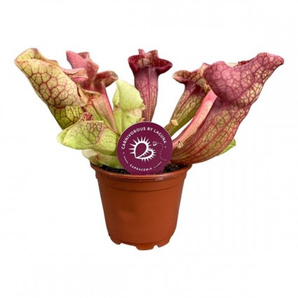 425-56b1671be55131b5c8a783bba56e0164