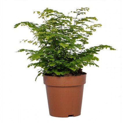 425-8156e63d9d0015cc96b1b14d033c20aa