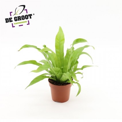 425-88b49b94b75db3d61498c3d559342017