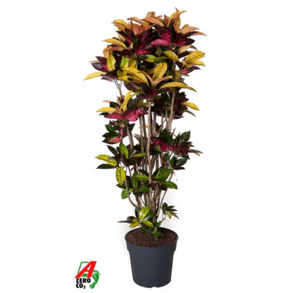 425-8a10635b9a5e27957ef7d48586fb15cb