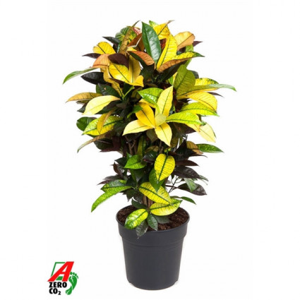 425-96d8737db17906103feb25752d5ab68b