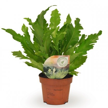 425-99581f1d77f7fa8876a3ed3a500df601