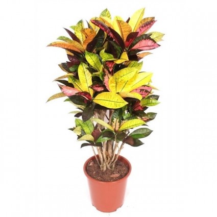 425-a1fc916e40f4a37ee67ebc3967f301aa