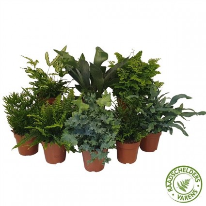 425-a4a8eecbc6e87198c1126de112d4f723