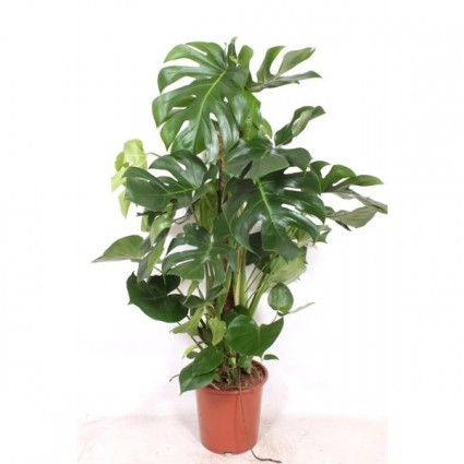 425-ada0f89c084c26199299d4b1a48cf418