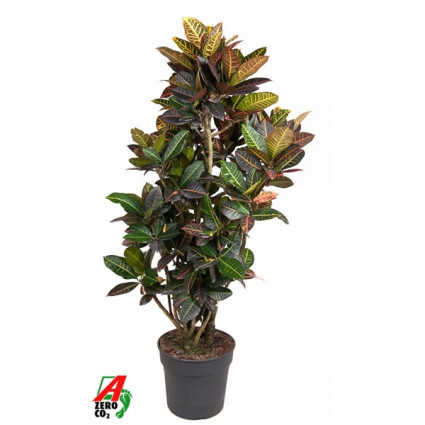 425-ada96ef1a2a16f3bf6feb45826cbe25b