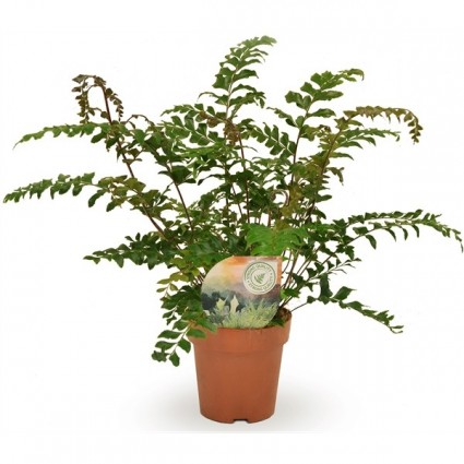 425-bcbf733e14659ef531c413dc49657745