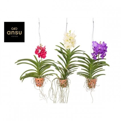 425-c1d131630fc979fa37a18e2b17075284