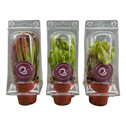 425-caaa0df63ba08b3b791e4b577d131977