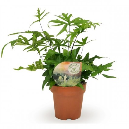 425-d4edfb0fcdb6715c69b085cd5e8b3e20