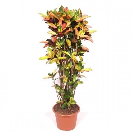 425-ea9e5cabe835391324feb9bb7835e716