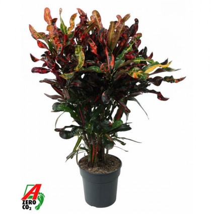 425-f550024d01e21544100c5e13d3d08f46