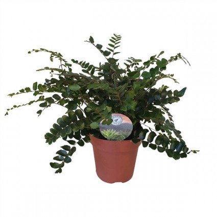 425-f88c0e6d6caecf37ddc99c860cc1c9fd