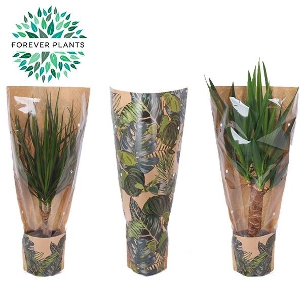 4a3c60f7c4c09b827ed4cccc07cf4708