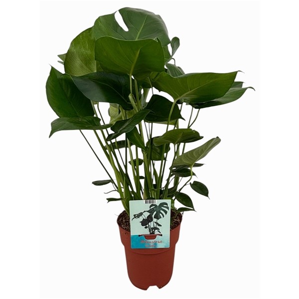 5cd82cdffb4b6bcfc2b9f26d023580af