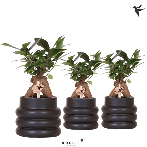 6b8cc250df56dcd78388d8a0c1b65b38