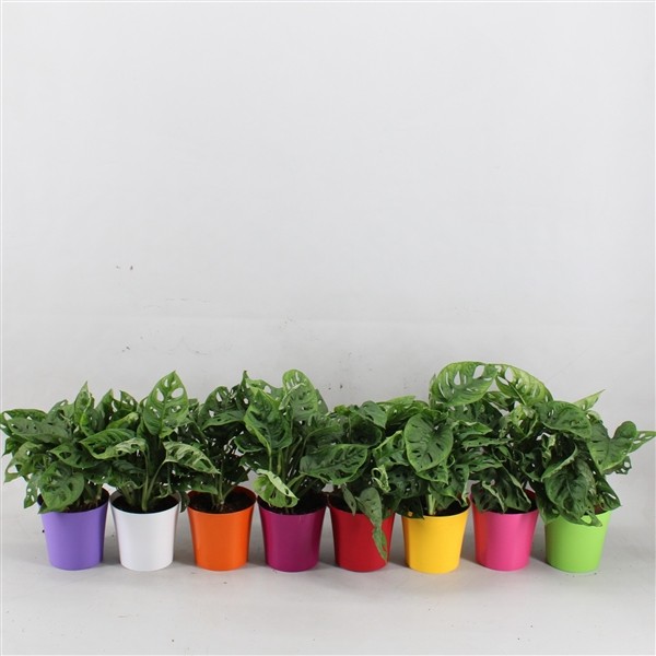 94b961be83f0d98871e10649cbd85840