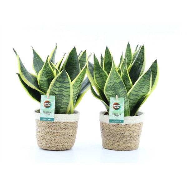 97a447c039141d675a722e7e743b719a