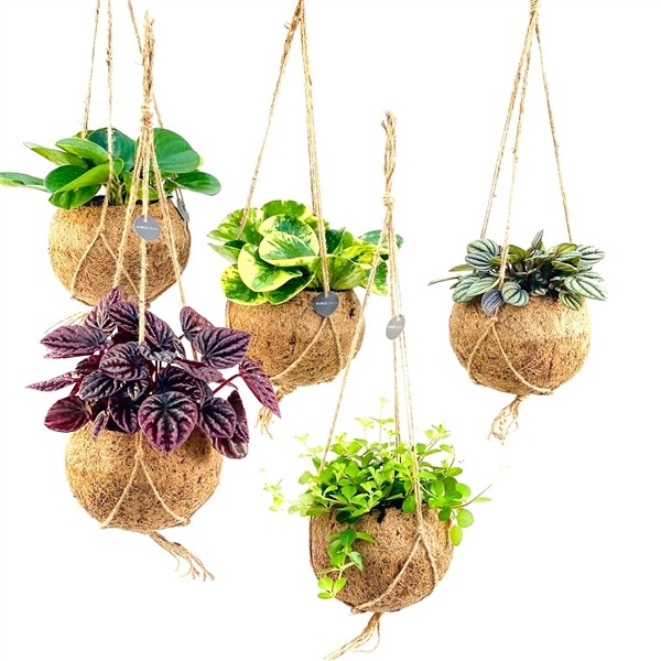 b3b1f500cd6c7d31ace82025f40e15ba