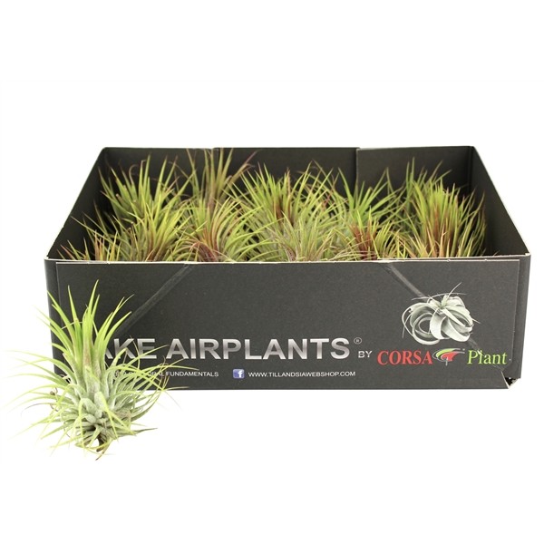 ebec004db36af473387b39a459514372